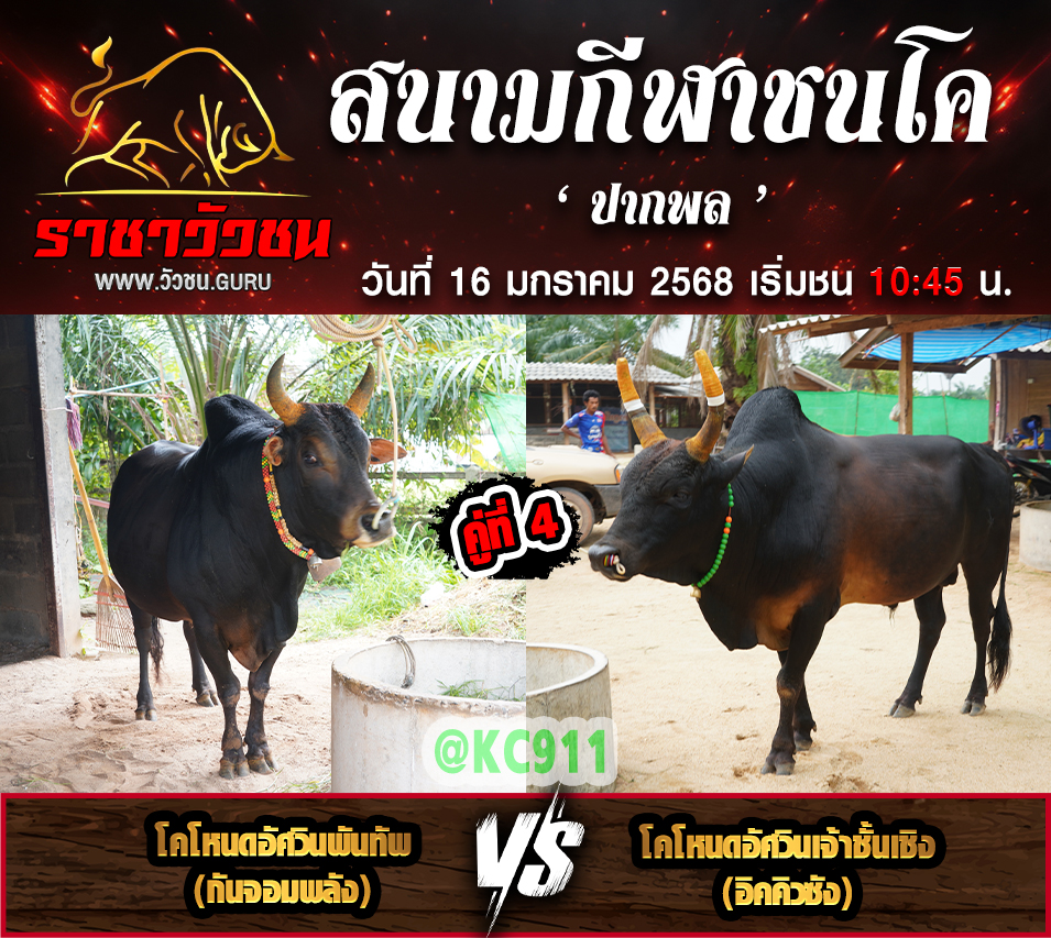 คลิปวัวชนย้อนหลัง 16-1-2568