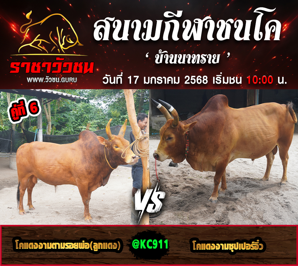 คลิปวัวชนย้อนหลัง 17-1-2568
