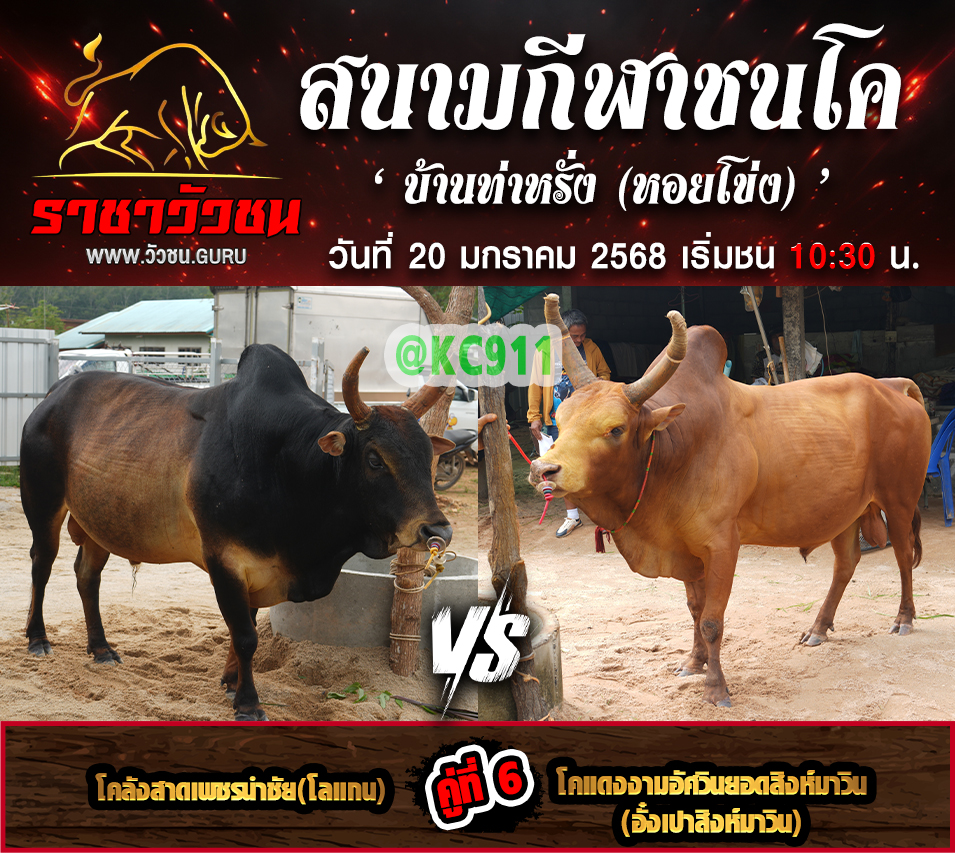 โปรแกรมวัวชน 20-1-2568