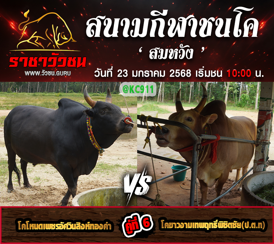 คลิปวัวชนย้อนหลัง 23-1-2568