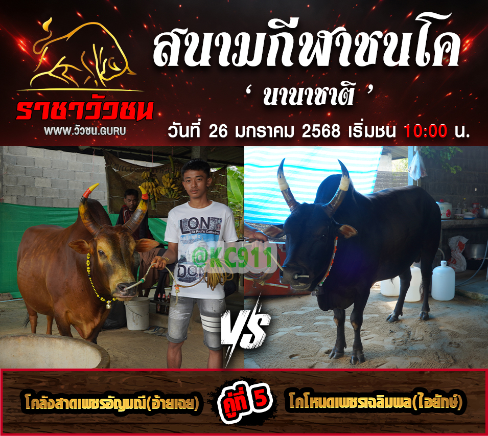 โปรแกรมวัวชน 26-1-2568