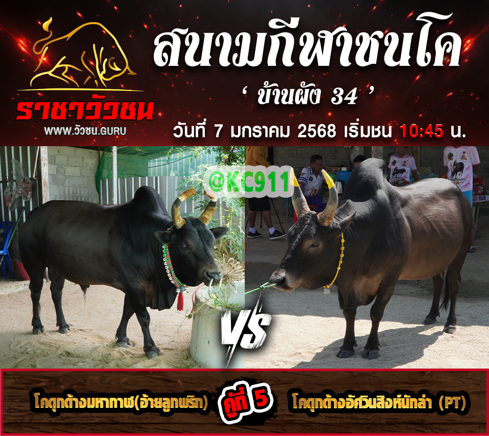 คลิปวัวชนย้อนหลัง 7-1-2568