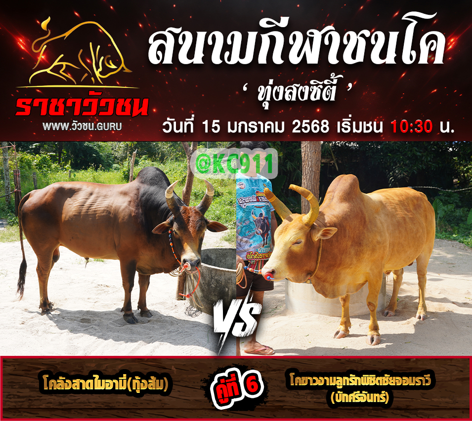 คลิปวัวชนย้อนหลัง 15-1-2568
