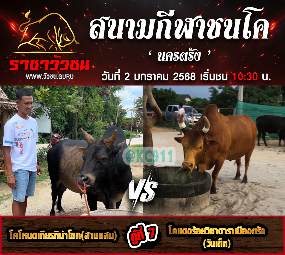 คลิปวัวชนย้อนหลัง 2-1-2568