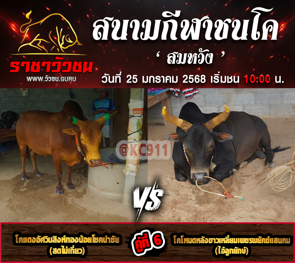 คลิปวัวชนย้อนหลัง 25-1-2568