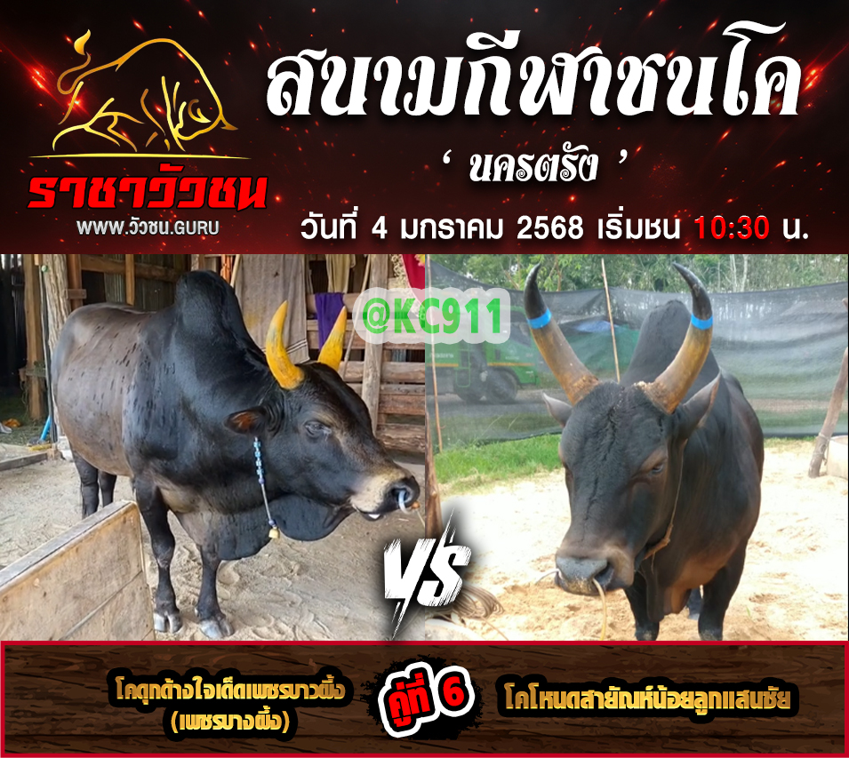 คลิปวัวชนย้อนหลัง 4-1-2568