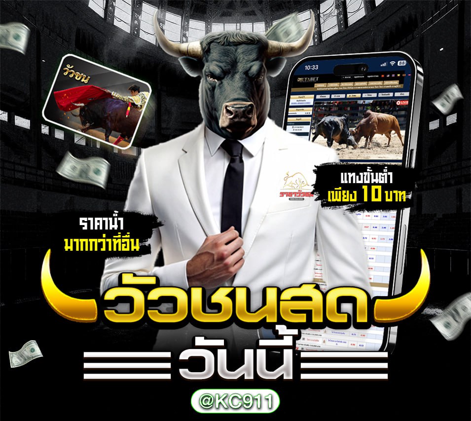 วัวชนออนไลน์ 24-1-2568