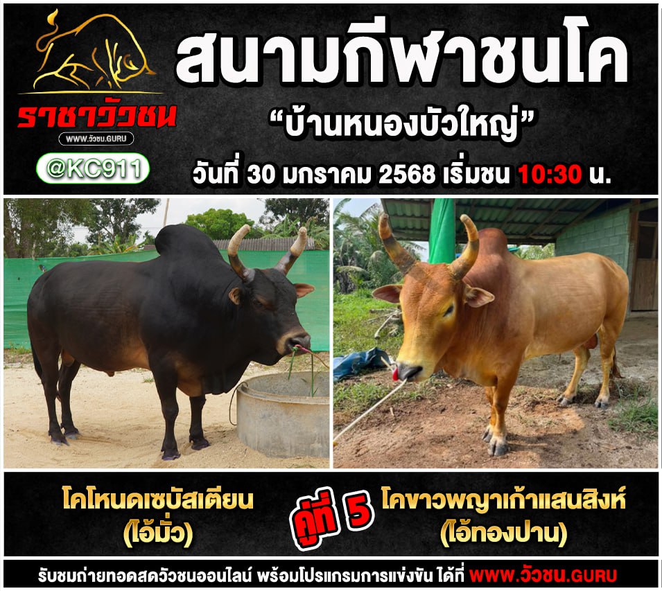 คลิปวัวชนย้อนหลัง 30-1-2568