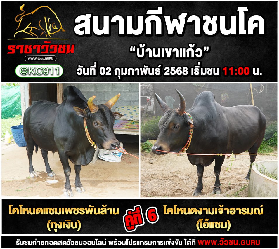 คลิปวัวชนย้อนหลัง 2-2-2568