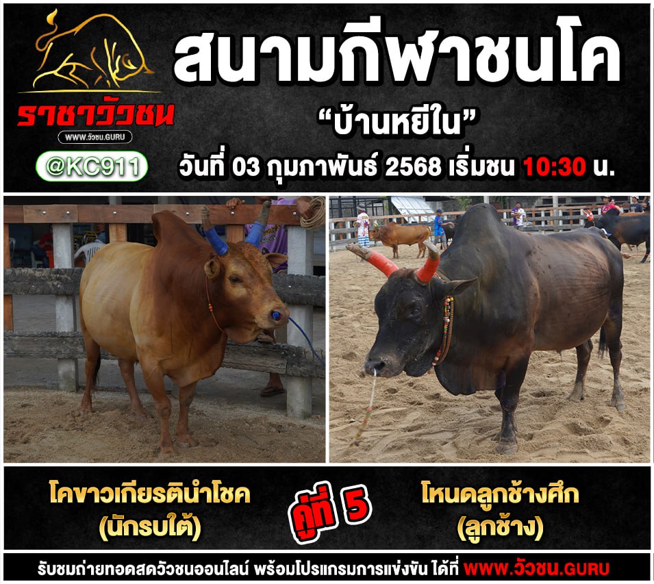 คลิปวัวชนย้อนหลัง 3-2-2568