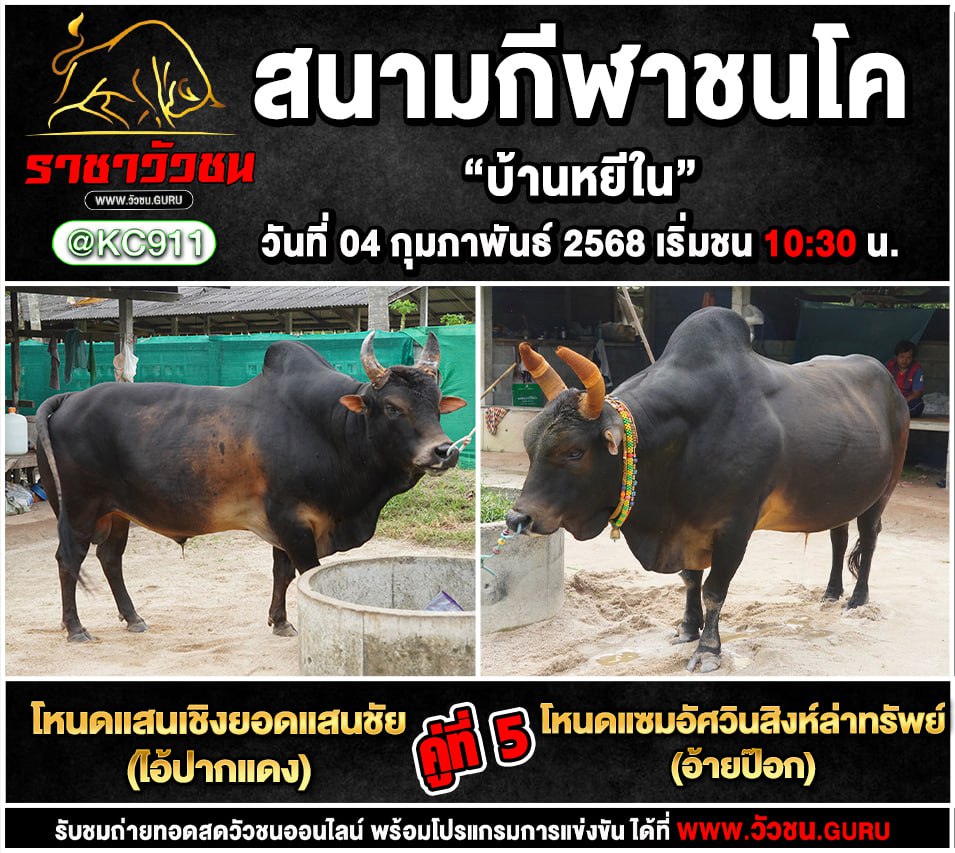 คลิปวัวชนย้อนหลัง 4-2-2568