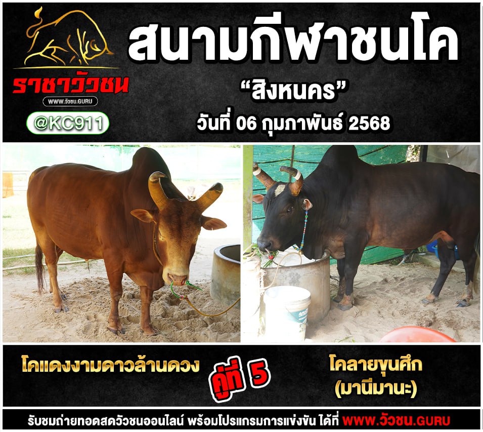 โปรแกรมวัวชน 6-2-2568