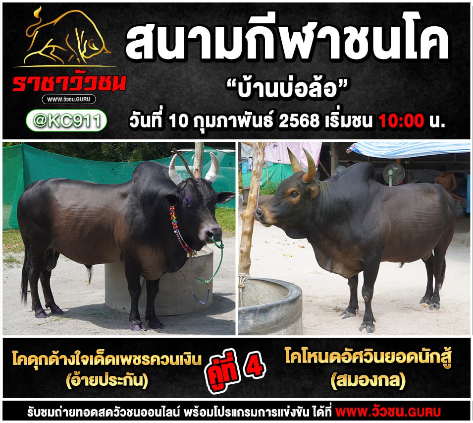 โปรแกรมวัวชน 10-2-2568