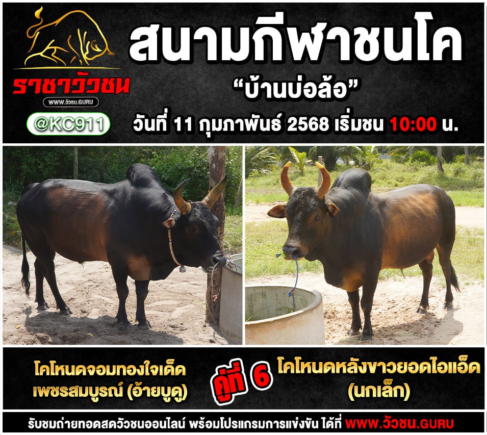 โปรแกรมวัวชน 11-2-2568
