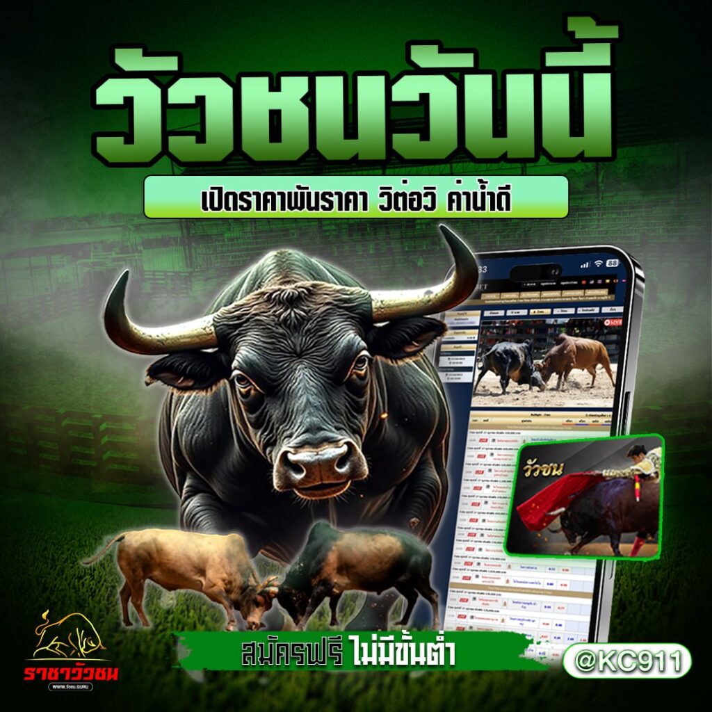 วัวชนออนไลน์ 16-02-2568