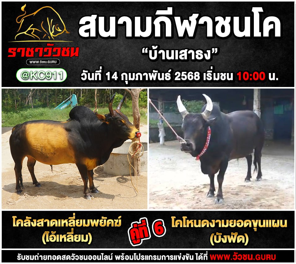 โปรแกรมวัวชน 14-2-2568