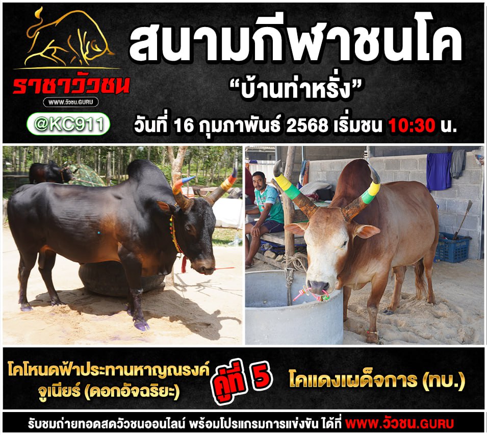 คลิปวัวชนย้อนหลัง 16-2-2568