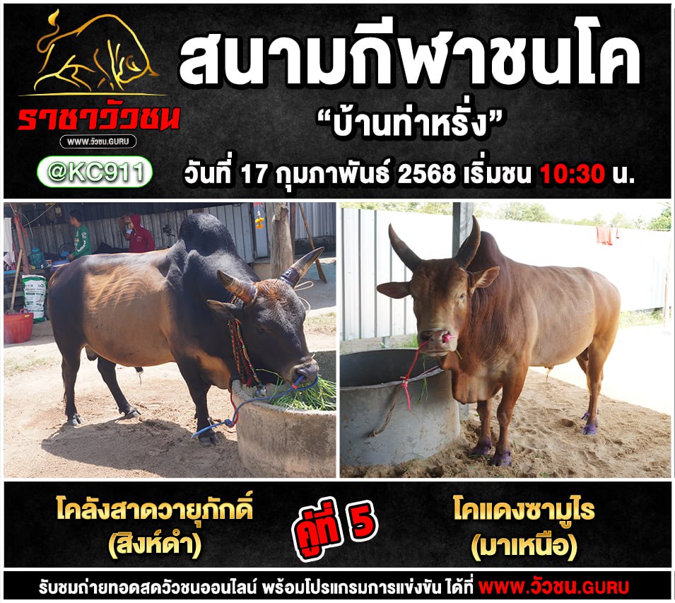 คลิปวัวชนย้อนหลัง 17-2-2568