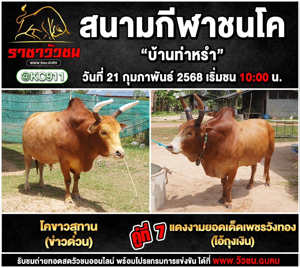 คลิปวัวชนย้อนหลัง 21-2-2568