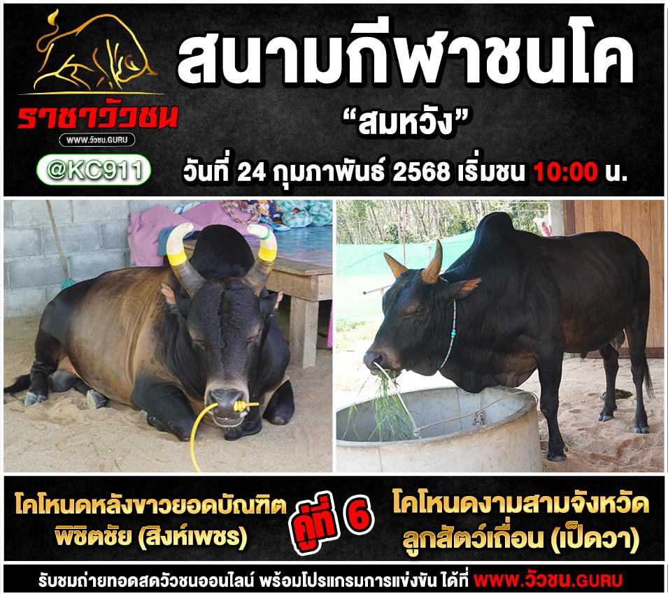โปรแกรมวัวชน 24-2-2568