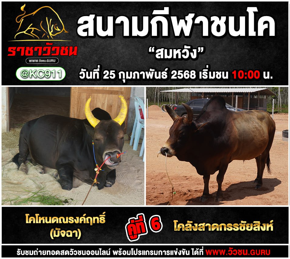 คลิปวัวชนย้อนหลัง 25-2-2568