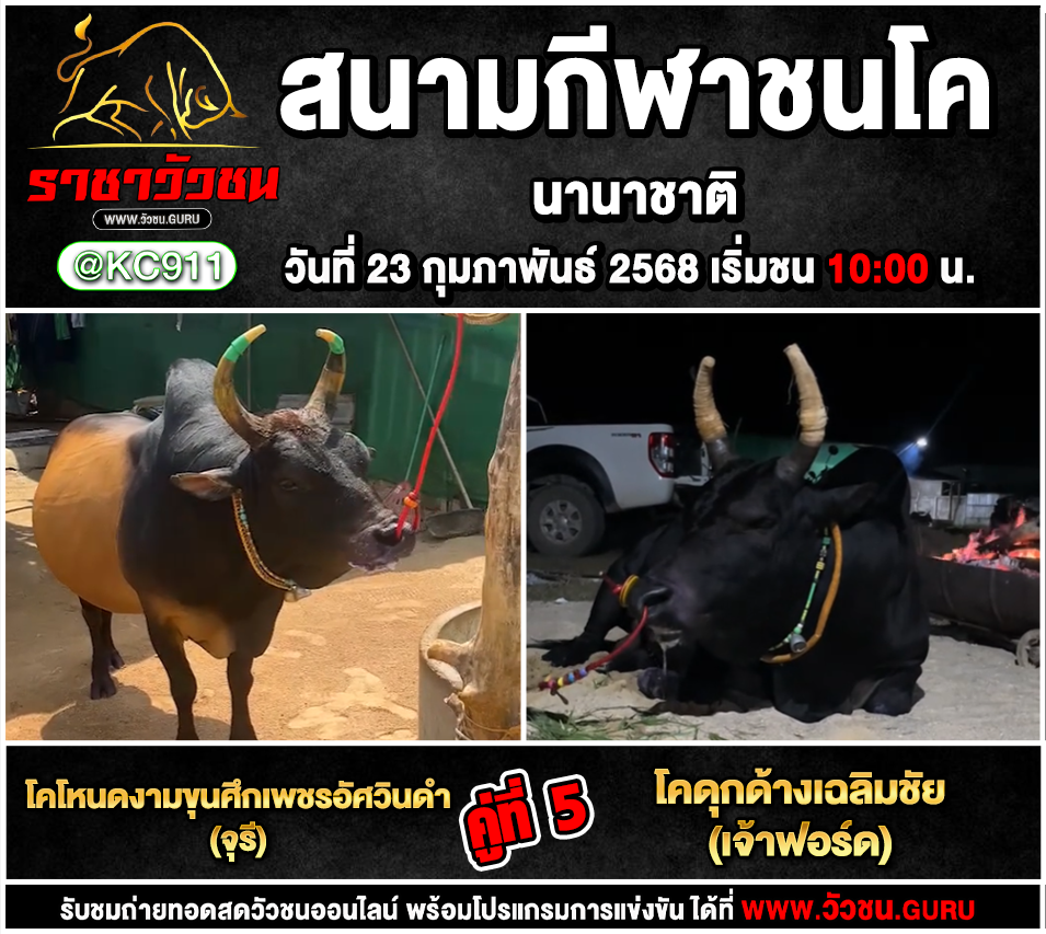 คลิปวัวชนย้อนหลัง 23-2-2568