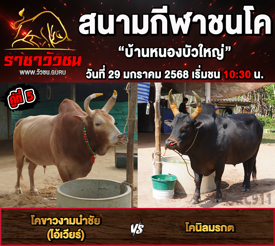 คลิปวัวชนย้อนหลัง 29-1-2568
