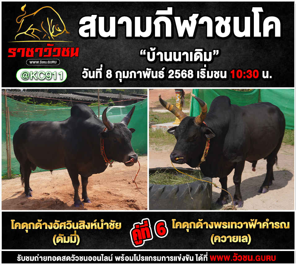 คลิปวัวชนย้อนหลัง 8-2-2568