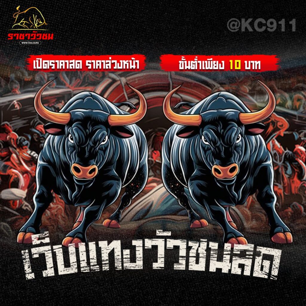 วัวชนออนไลน์ 13-03-2568