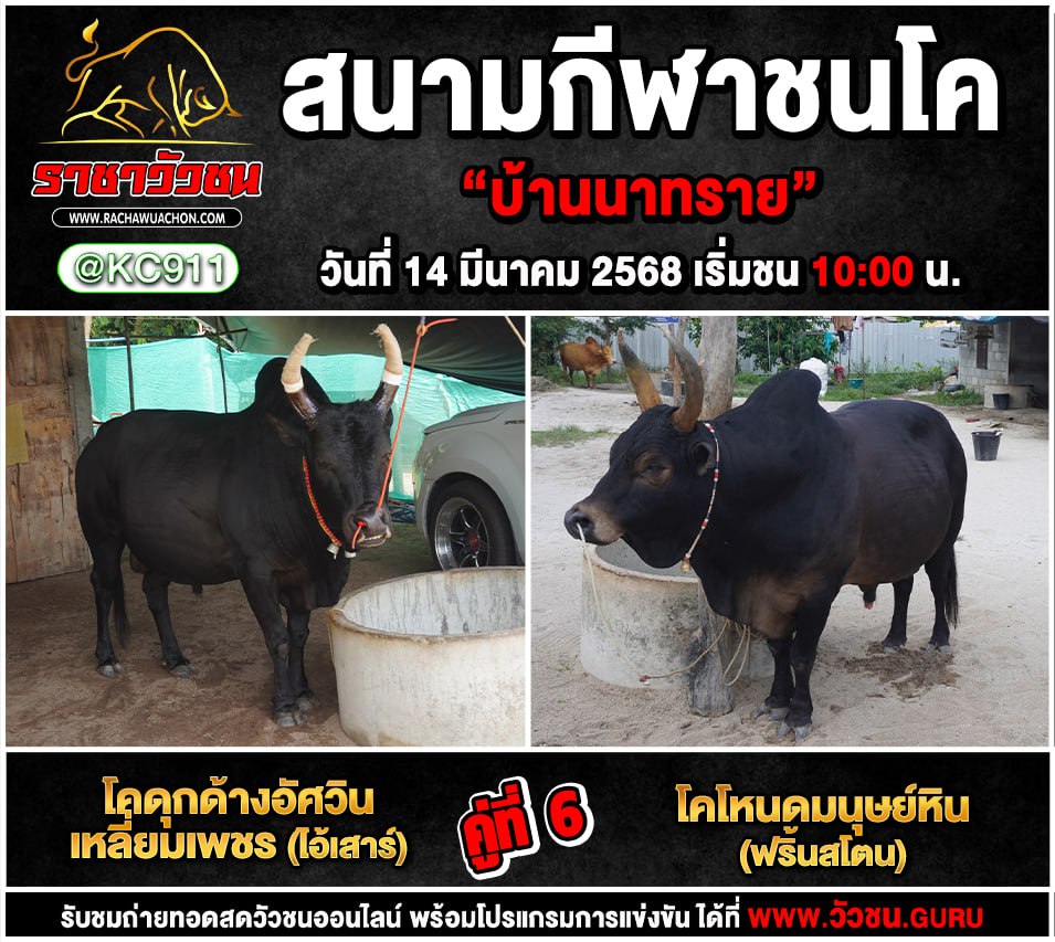 คลิปวัวชนย้อนหลัง 14-3-2568