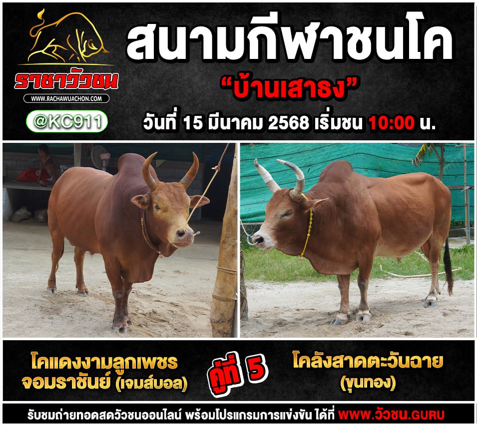 คลิปวัวชนย้อนหลัง 15-3-2568