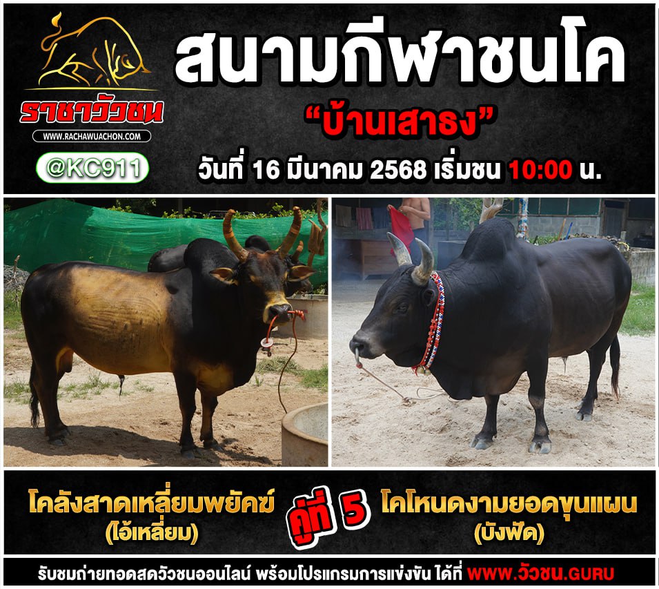 โปรแกรมวัวชน 16-3-2568