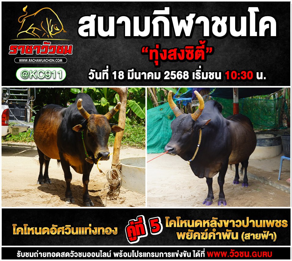 คลิปวัวชนย้อนหลัง 18-3-2568