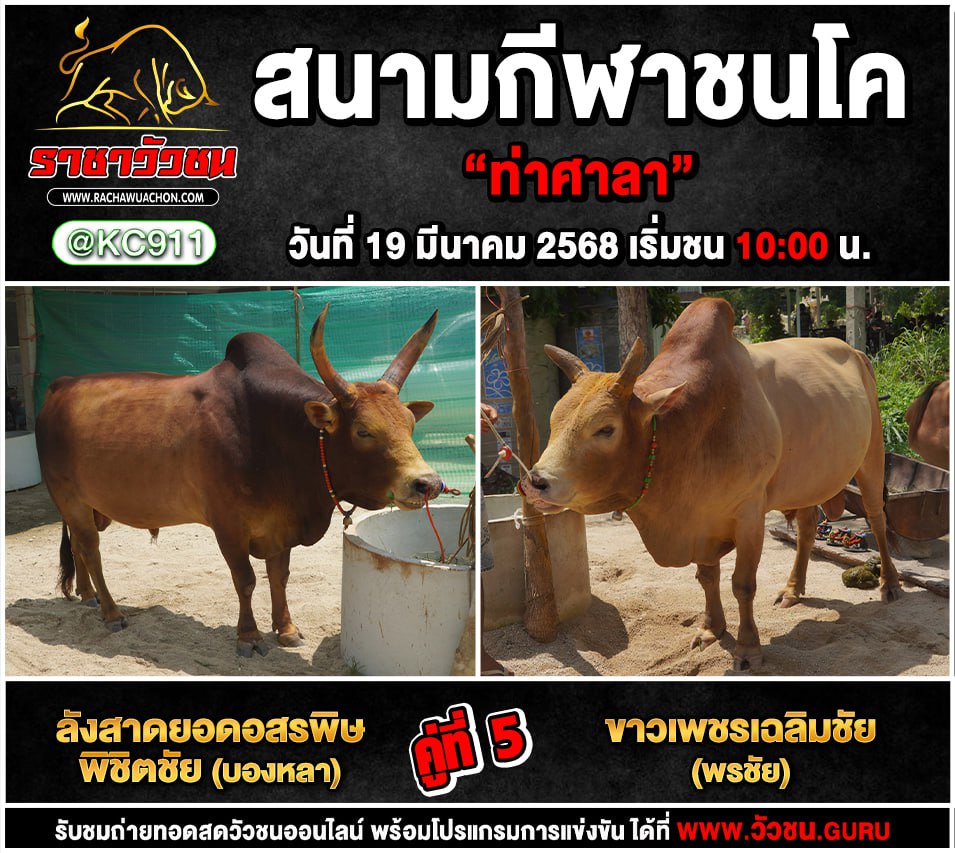 โปรแกรมวัวชน 19-3-2568