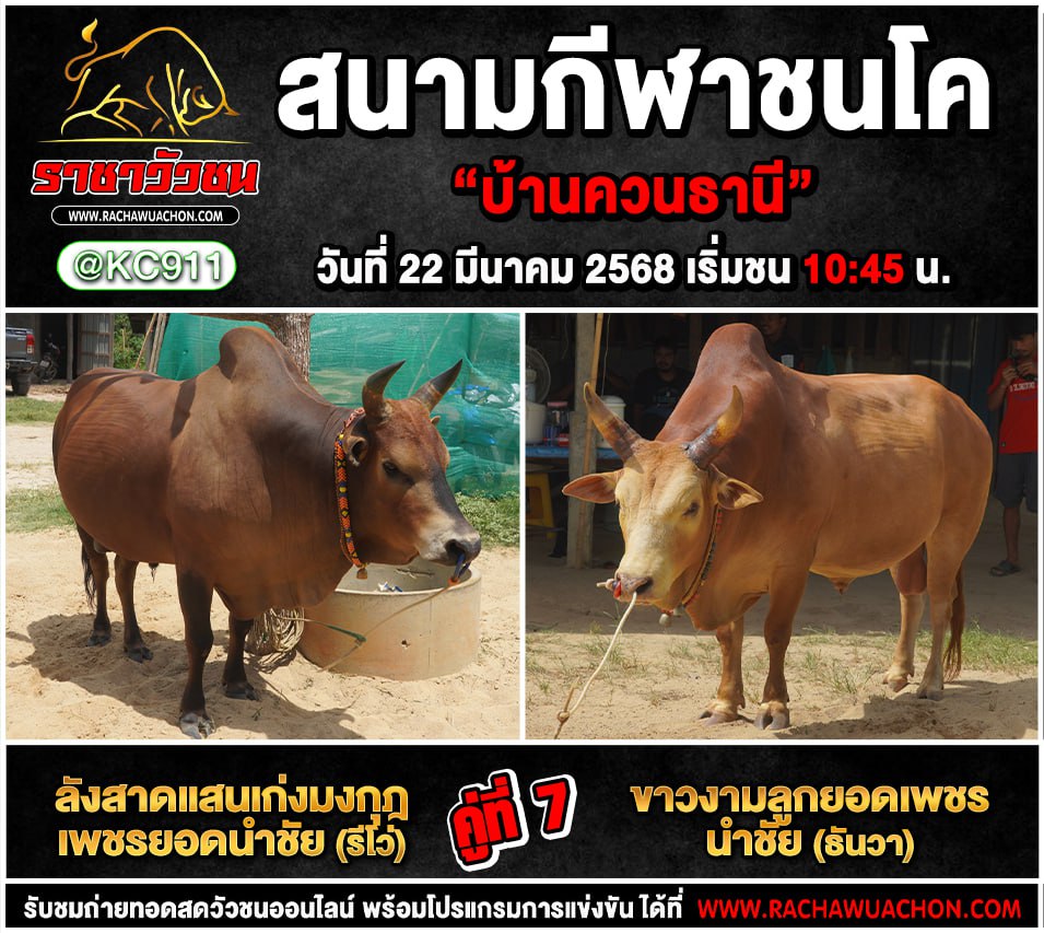 คลิปวัวชนย้อนหลัง 22-3-2568