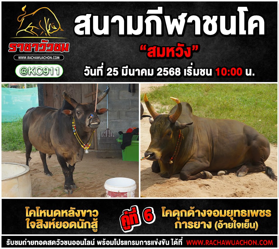 โปรแกรวัวชน 25-3-2568