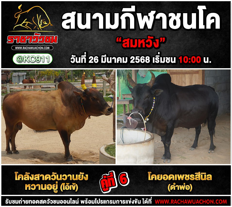 โปรแกรมวัวชน 26-3-2568