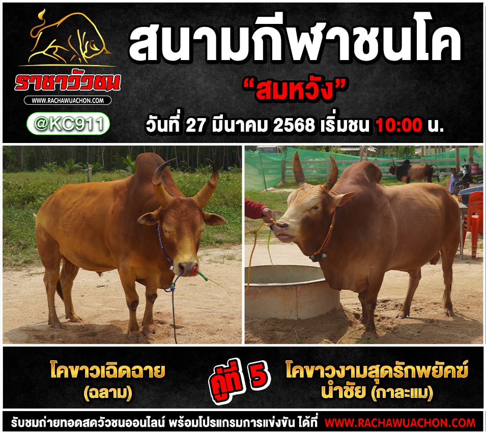 โปรแกรมวัวชน 27-3-2568