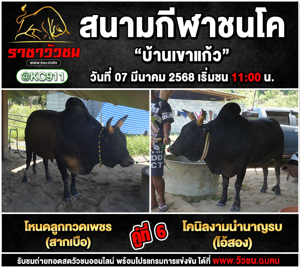 โปรแกรมวัวชน 7-3-2568