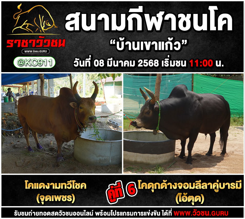 โปรแกรมวัวชน 8-3-2568