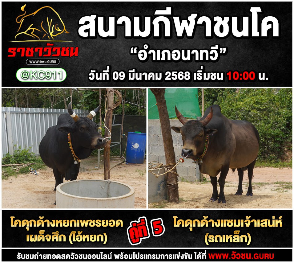 โปรแกรมวัวชน 9-3-2568