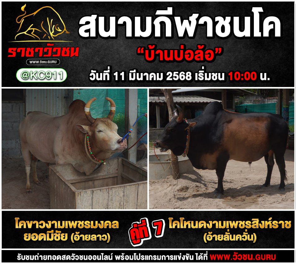 โปรแกรมวัวชน 11-3-2568