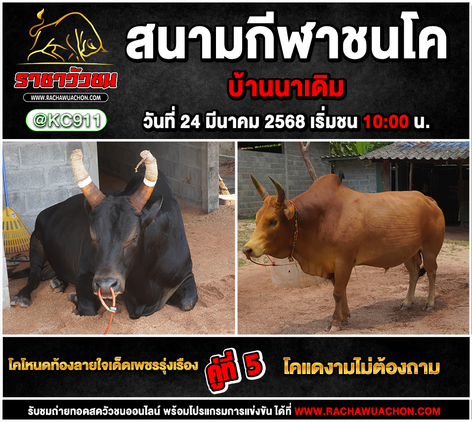 โปรแกรมวัวชน 24-3-2568