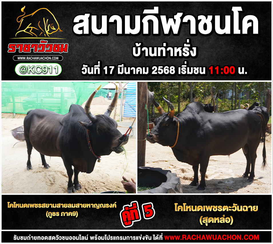 โปรแกรมวัวชน 17-3-2568