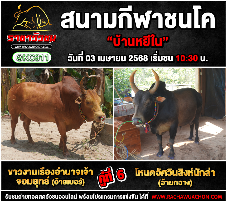 คลิปวัวชนย้อนหลัง 3-4-2568