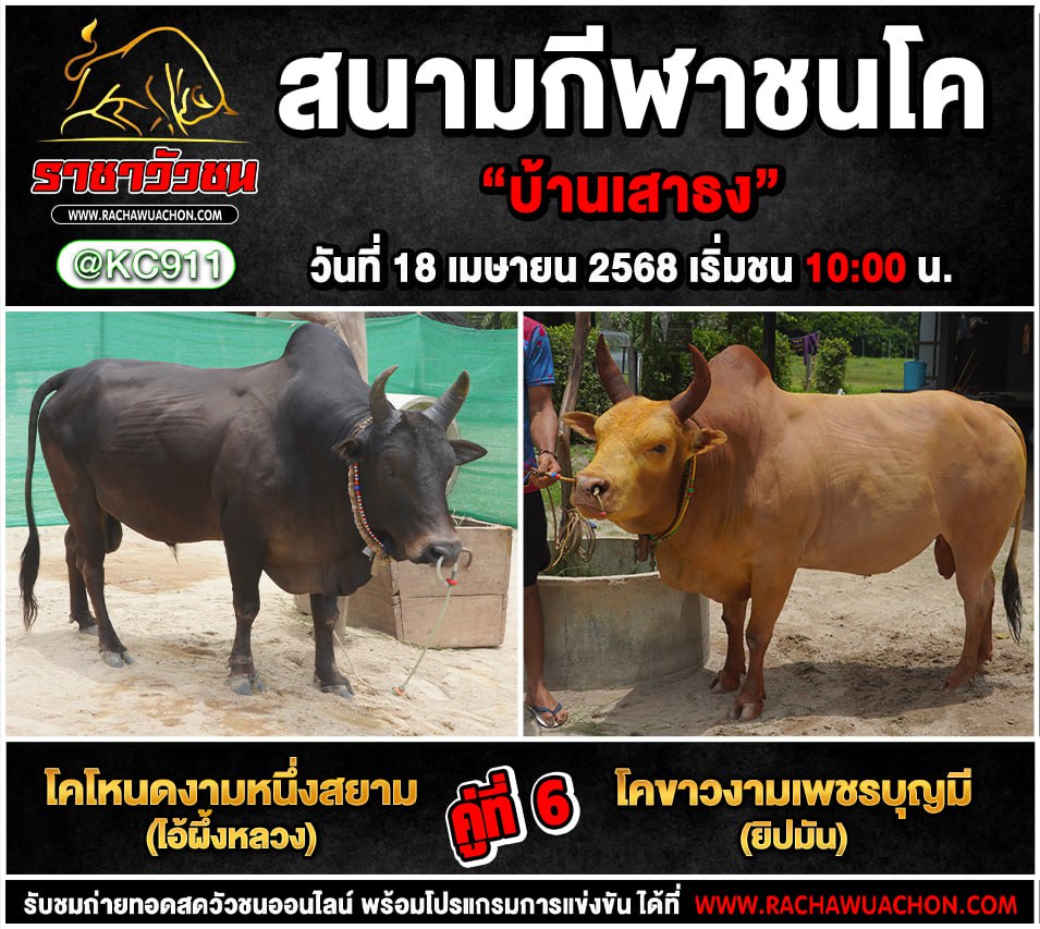 คลิปวัวชนย้อนหลัง 18-4-2568