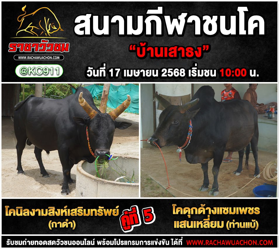 คลิปวัวชนย้อนหลัง 17-4-2568