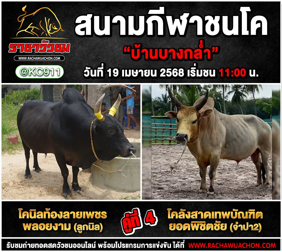คลิปวัวชนย้อนหลัง 19-4-2568