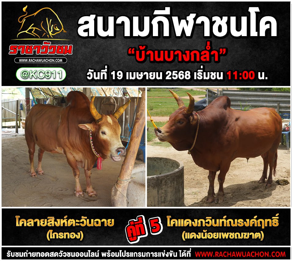 โปรแกรมวัวชน 19-4-2568