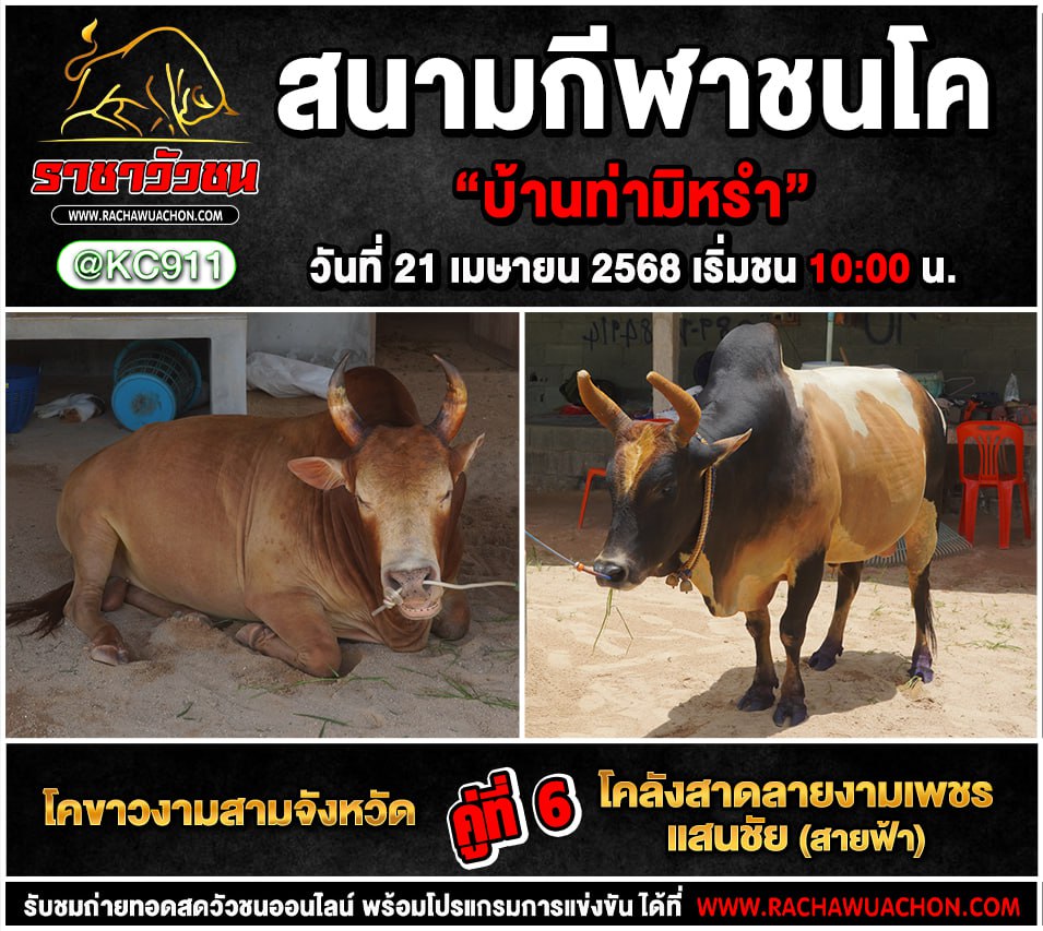 โปรแกรมวัวชน 21-4-2568